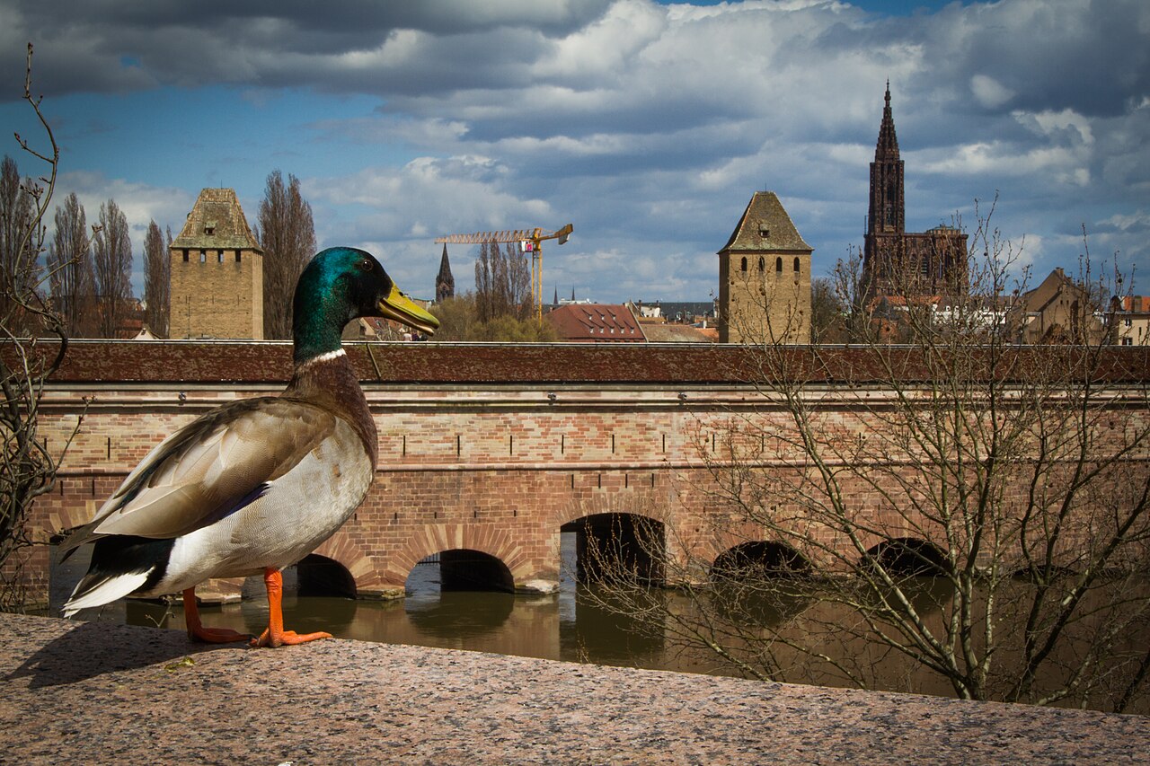 La façade ouest du barrage Vauban au-dessus de l’Ill, un canard colvert au premier plan, les tours des Ponts couverts et la flèche de la cathédrale au fond