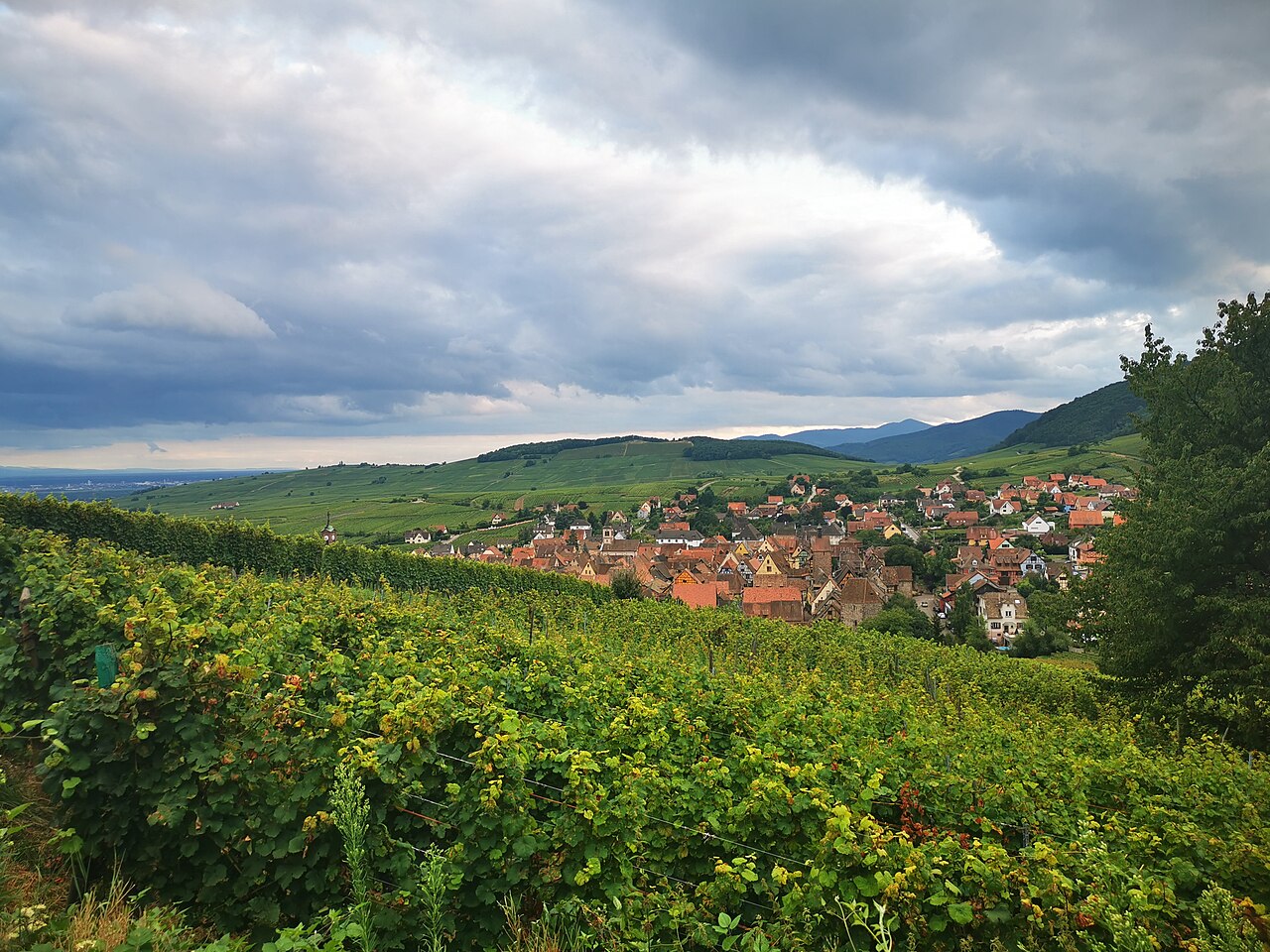 Le village de Riquewihr et ses toits rouges vus depuis les vignes, les collines du vignoble alsacien et les Vosges au fond