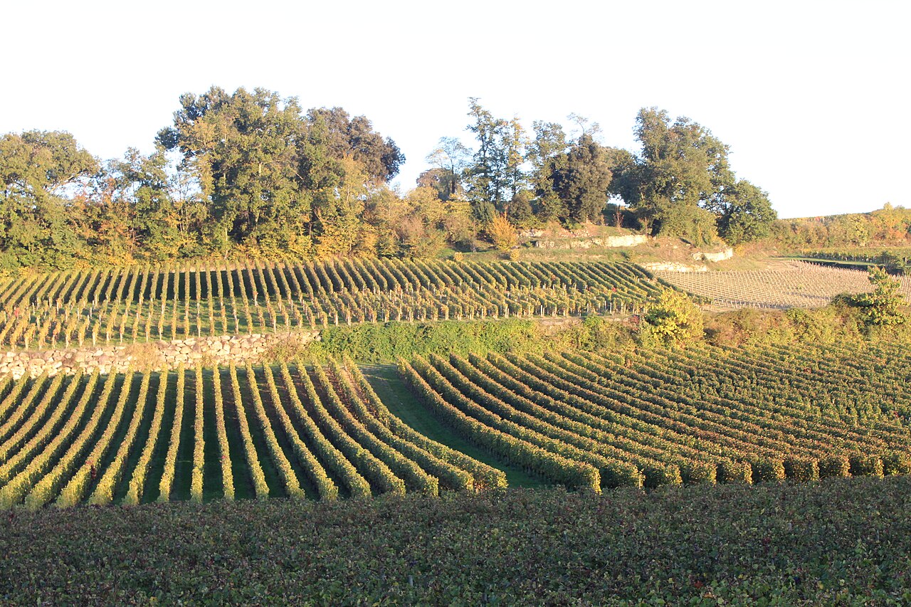 Rangs de vigne en terrasses dans le vignoble de Saint-Émilion, à la lumière dorée d’une fin d’après-midi d’automne