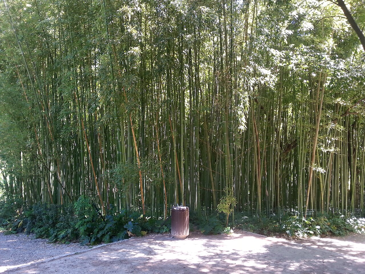 Une haute bambouseraie ombragée au bord d’une allée de sable, au Jardin des plantes de Montpellier