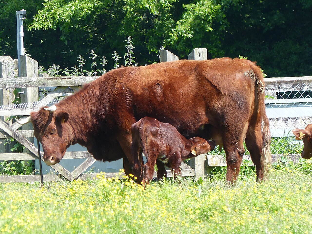 Une vache de race armoricaine allaite son veau dans un pré fleuri de boutons d’or, à l’écomusée de la Bintinais