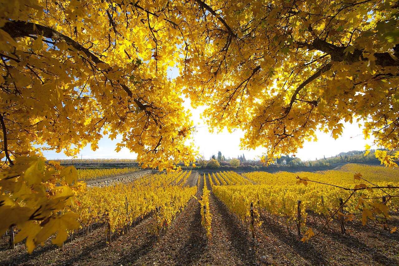 Des rangs de vigne aux feuilles jaunes dans le Chianti en novembre, encadrés par les branches dorées d’un arbre