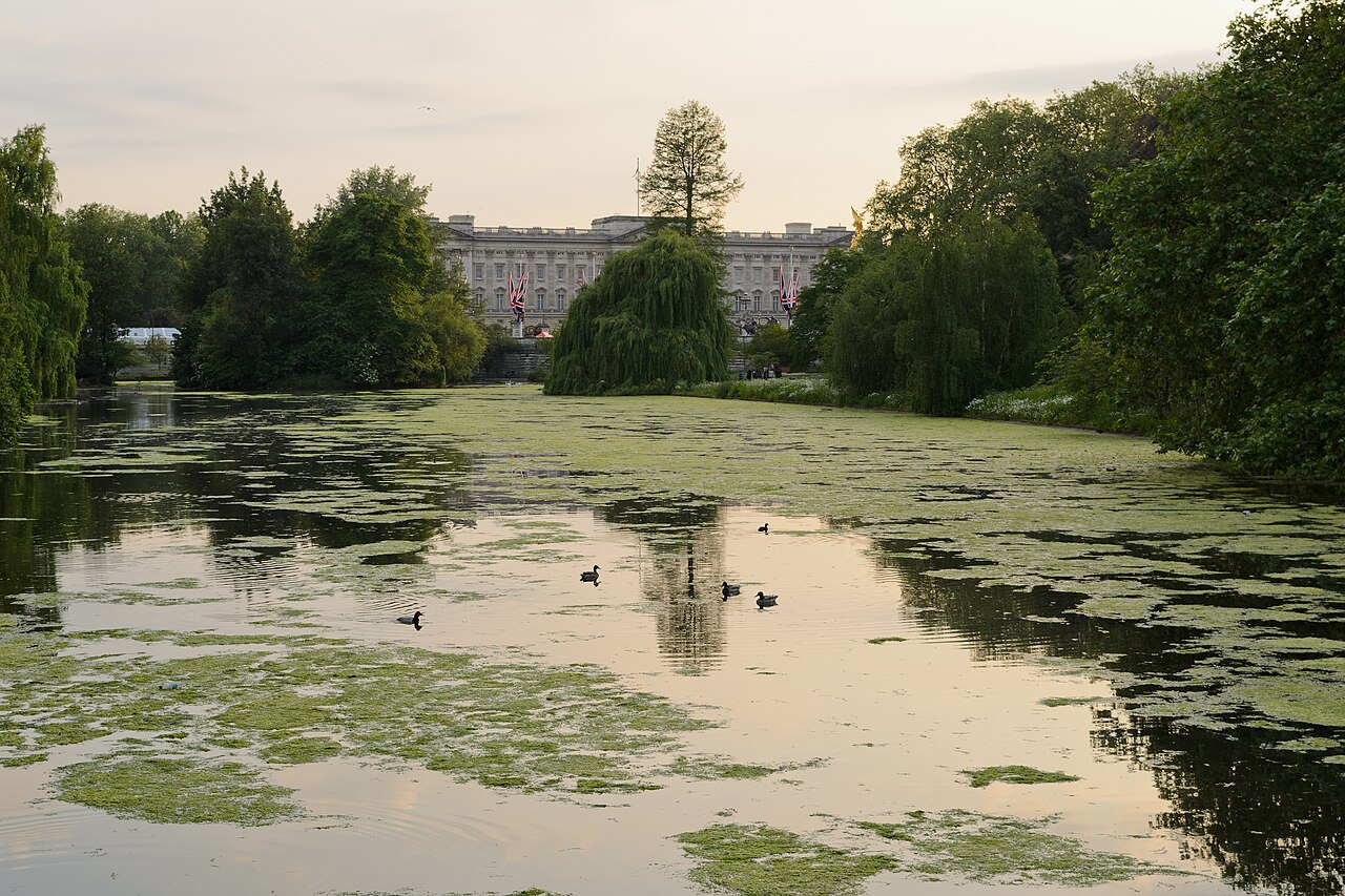 Le lac de St James’s Park au soir, avec le palais de Buckingham au fond entre les arbres