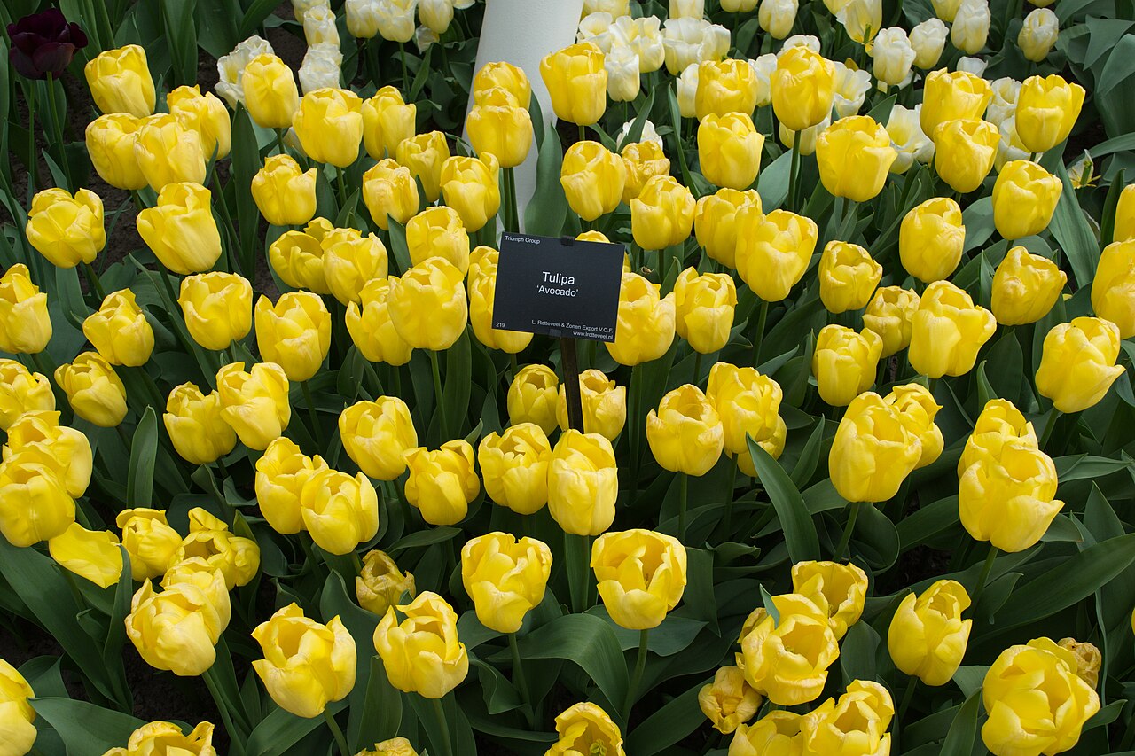 Un massif de tulipes jaunes en fleurs au Keukenhof